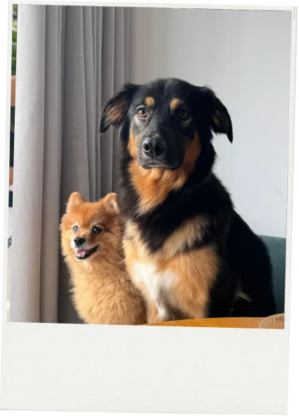 Cachorro da família em cima da mesa, olhando para a câmera