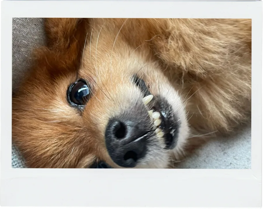 Cachorro deitado, close no focinho